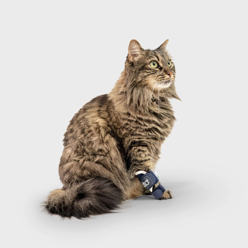 Tutor Pro Splint Tutore lassità Balto Splint cats